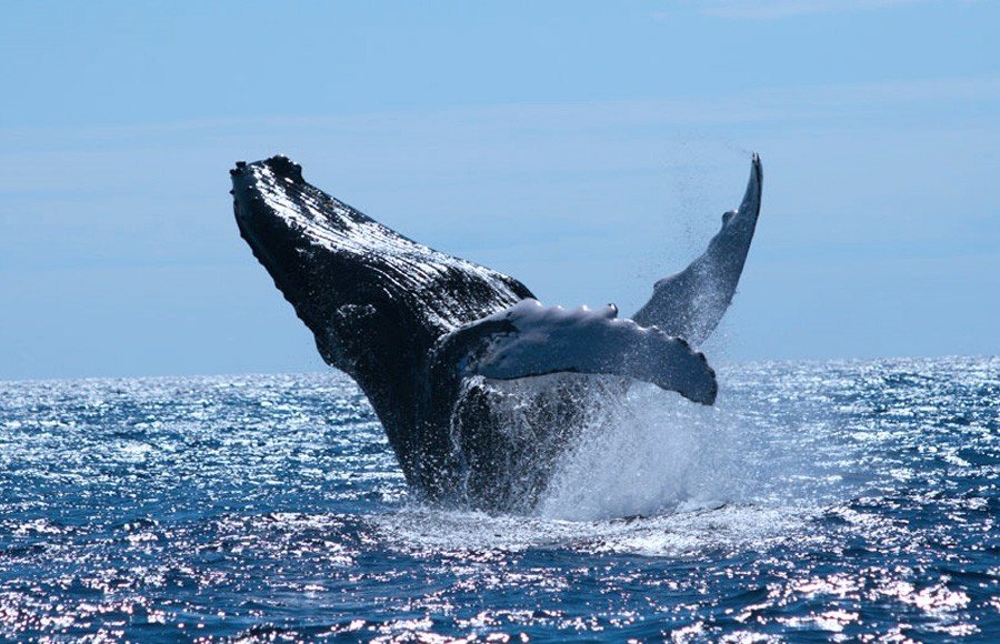 Кит личная жизнь. Горбатые киты самана. Шри Ланка киты экскурсия. Даминикан киты. Миграция китов в Доминикане.
